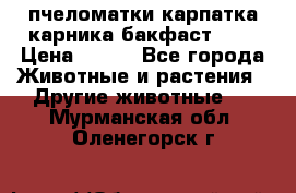 пчеломатки карпатка карника бакфаст F-1 › Цена ­ 800 - Все города Животные и растения » Другие животные   . Мурманская обл.,Оленегорск г.